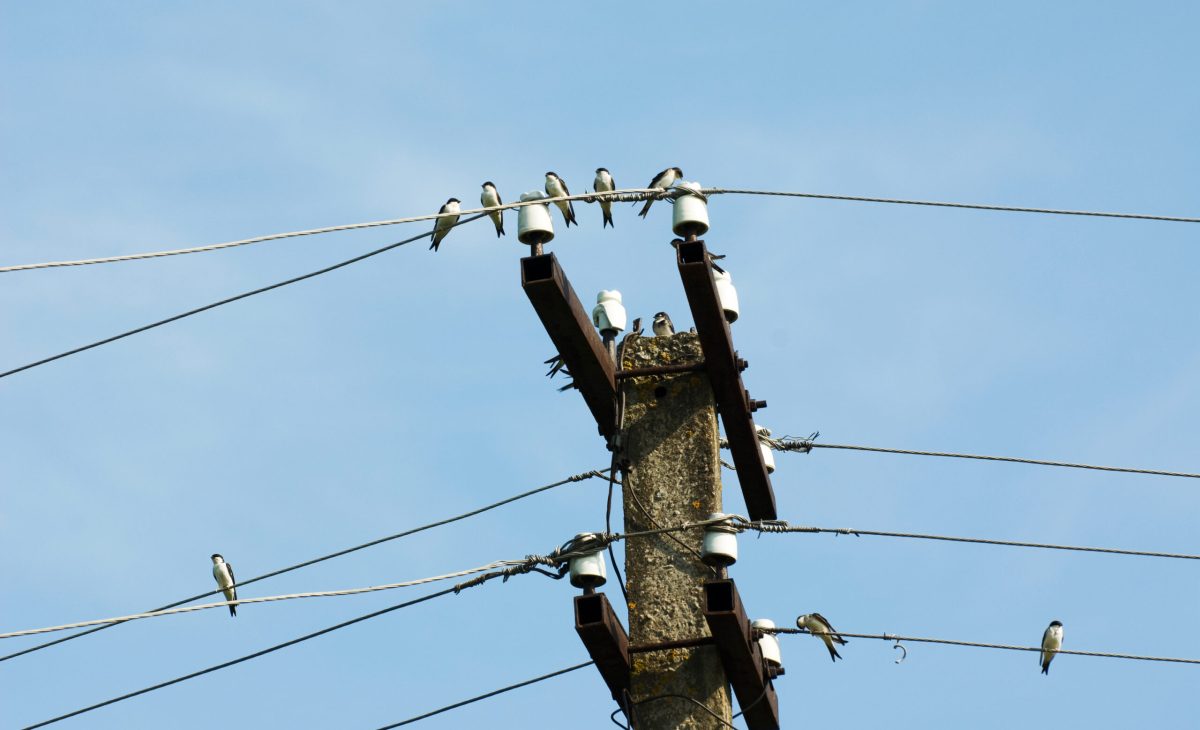 Group of swallows sitting on electric wires